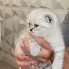 قطط صغار
