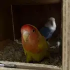 زوج روز اليف