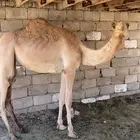 بكره حقه ذبح نظيفه