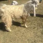 تيس فحل مشروك السن رباع