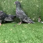 جوز صنعاني صنعاوي