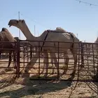 خفوت رمانيه ( مشروطه )