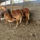 للبيع بقر العدد 4 مناتيج وثور