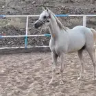حصان عربي اصيل ويوجد اوراق