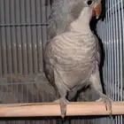 بغبغاء كوكو