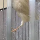 ذكر كناري تغريد جاسب تم البيع