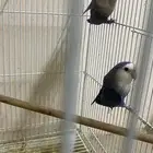 للبيع جوز روز جاهز للإنتاج