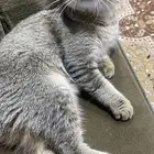 للبيع سكوتش فولد انثى بعمر6 شهور