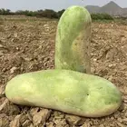 حبحب جمله الحبه من 8