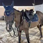 حصان انجليزي قفز حواجز