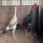 جوز شامو ياباني