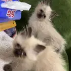 كيتن هملايا