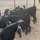 تيوس مخاصي