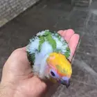 فرخ صن كنيور مميز