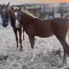 فرس شعبيه معها مهر