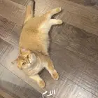 انثى و ذكر سكوتش للبيع قولد فولد و ستريت