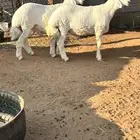 فحل حري مشروع العمر 5 شهور تابع العرض السابق