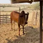 عجل ( حسيل بلدي للبيع )