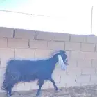 عنز عارضيه طيبه