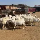 ضان دفيع كفو كفو .