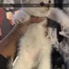 قطط صغيره سكواتش باقي 4