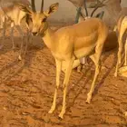 الريمي