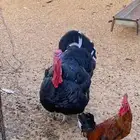 دجاج رومي