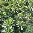 تنسيق الحدائق المنزلية