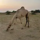 بكره اركيهه للبيع