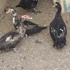بح للبيع