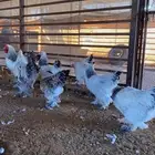 دجاج براهما