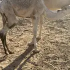 حوار فاخر للبيع