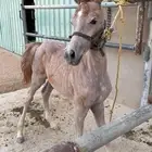 مهر للبيع