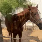 الهديه ركوب خيل مع متابعه مع مدرب شرط هادي مع الاطفال