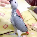 فرخ طفره انتاج محلي حجمه جبار سوبر سوبر جامبو يقبل غر بشراه