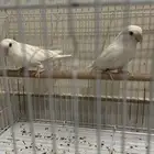 للبيع زوج روز