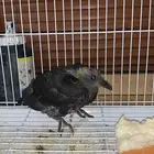 2 حمام صغير للتبني ما اقدر اهتم  فيهم