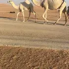 للبيع اعشراء وضحاء كفو ام ثالث تحتها بكره مزيونه
