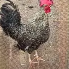 ديك ودجاتين