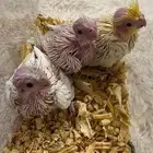 للبيع فرخ كروان البينو (( تم البيع ))