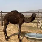 قعود لباني