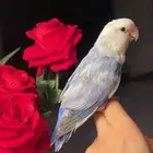 للبيع ببغاء الروز الأليف
