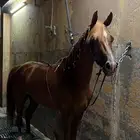 حصان شعبي