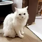 قطة