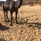 للبيع فحل كفو