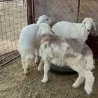 طليان