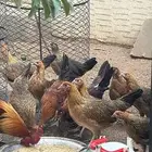 دجاج عربي