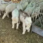 بهم حري طيب