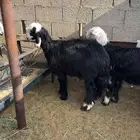 نجد