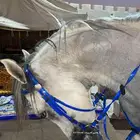 حصان واهو فاخر